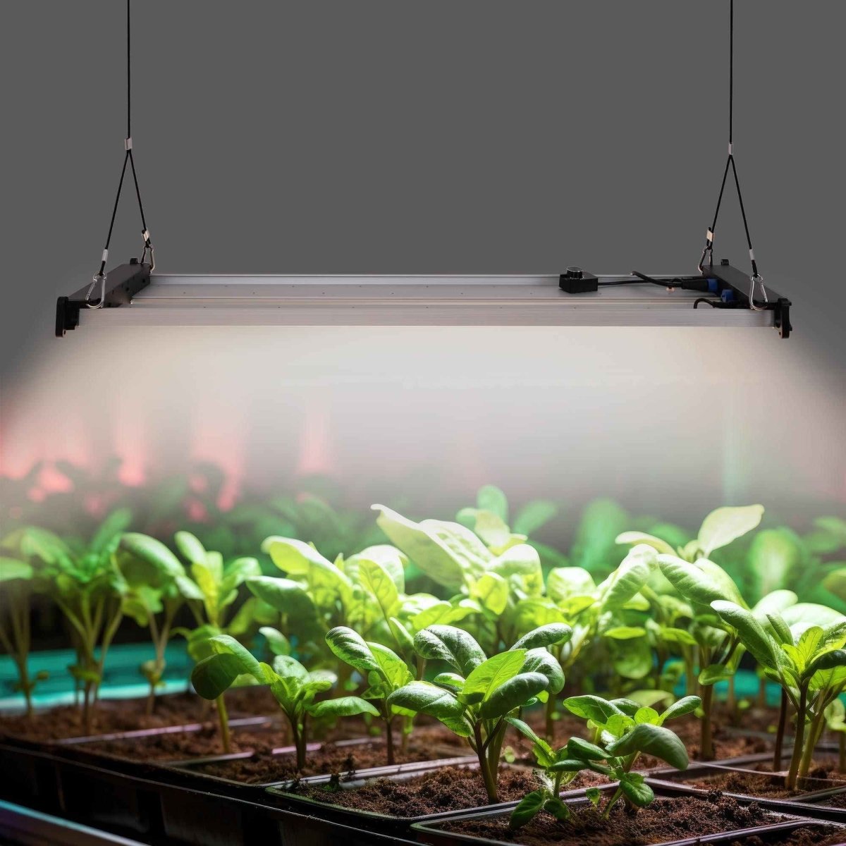 Luminaria LED de cultivo interior - 250W - Regulable 0-10V - Grow light Full Spectrum - Barcelona Led-