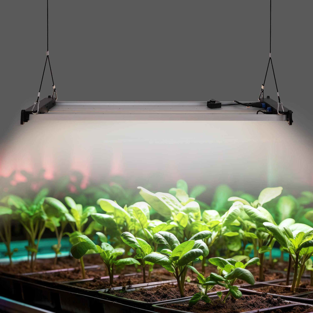 Luminaria LED de cultivo interior - 250W - Regulable 0-10V - Grow light Full Spectrum (1)
