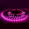 Ruban LED 24V DC 96W RGBWW IP20 (SMD5050) Rouleau de 5 mètres 4