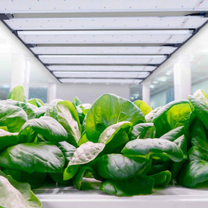 Cable de unión para luminarias de cultivo G400-250W (9)