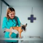 Veterinary Doctor