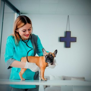 Veterinary Doctor