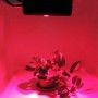 Painel LED de cultivo GROW-PRO 270W Painel LED de cultivo GROW-PRO 270W